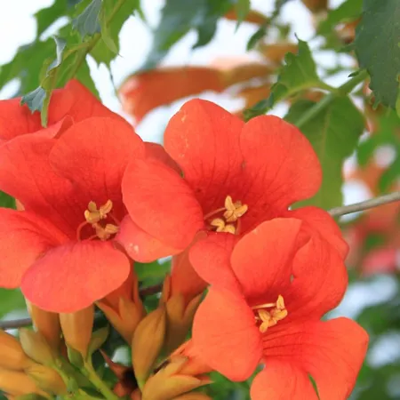 Διαμέρισμα With Parking Space Kukljica, Ugljan - 8237